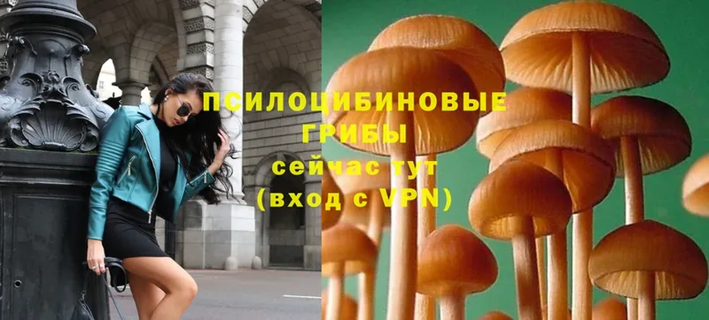 ОМГ ОМГ ссылка  Калининск  Псилоцибиновые грибы Psilocybe 